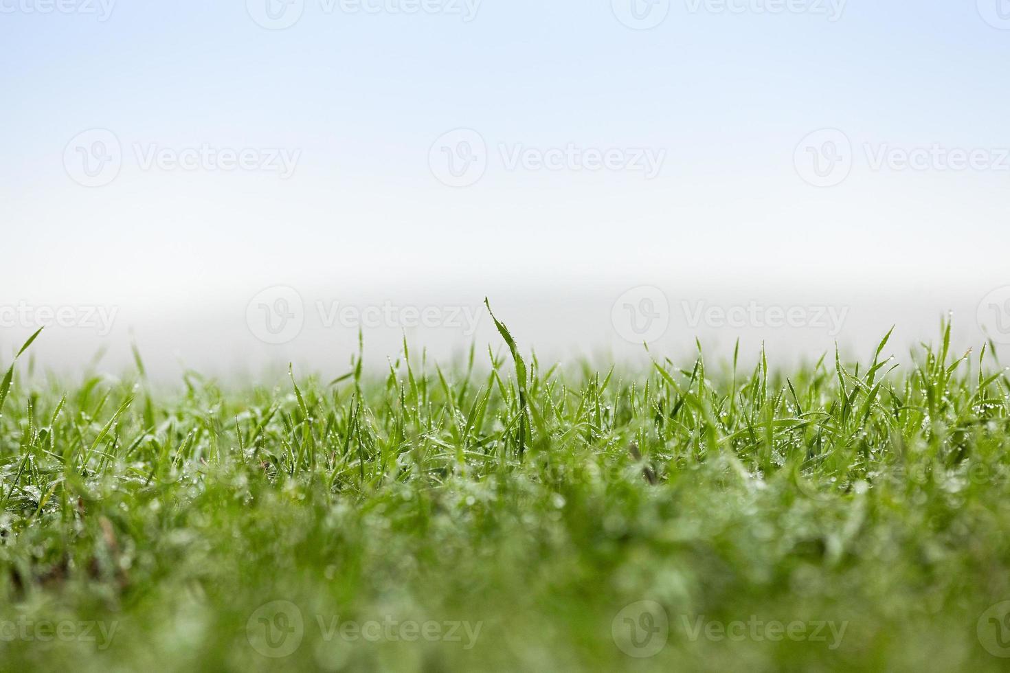 young grass plants, close-up photo