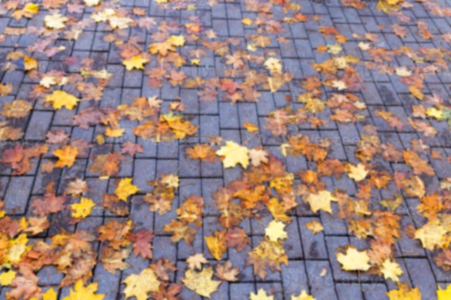 autumn in the park photo
