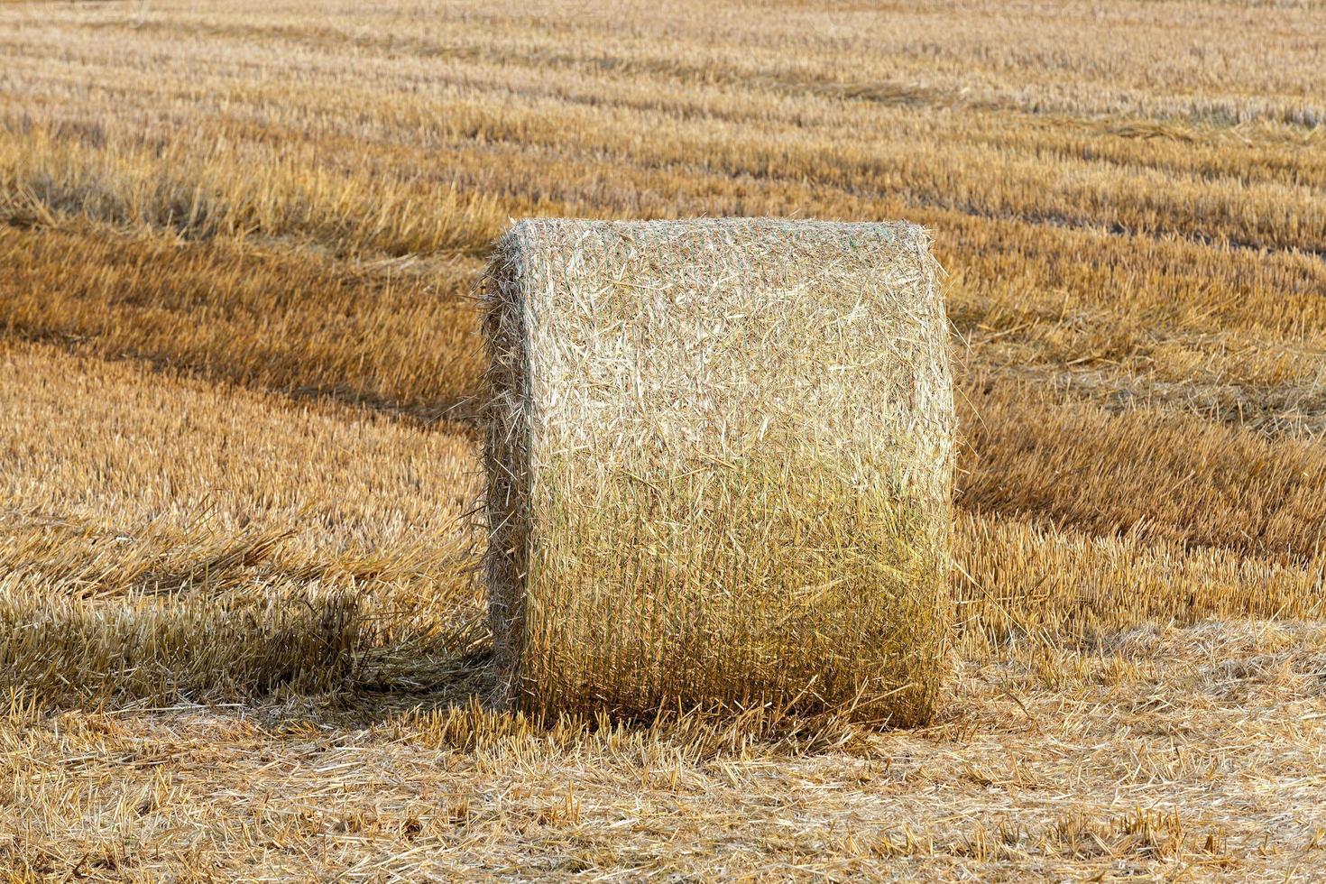 haystacks in a field of straw photo