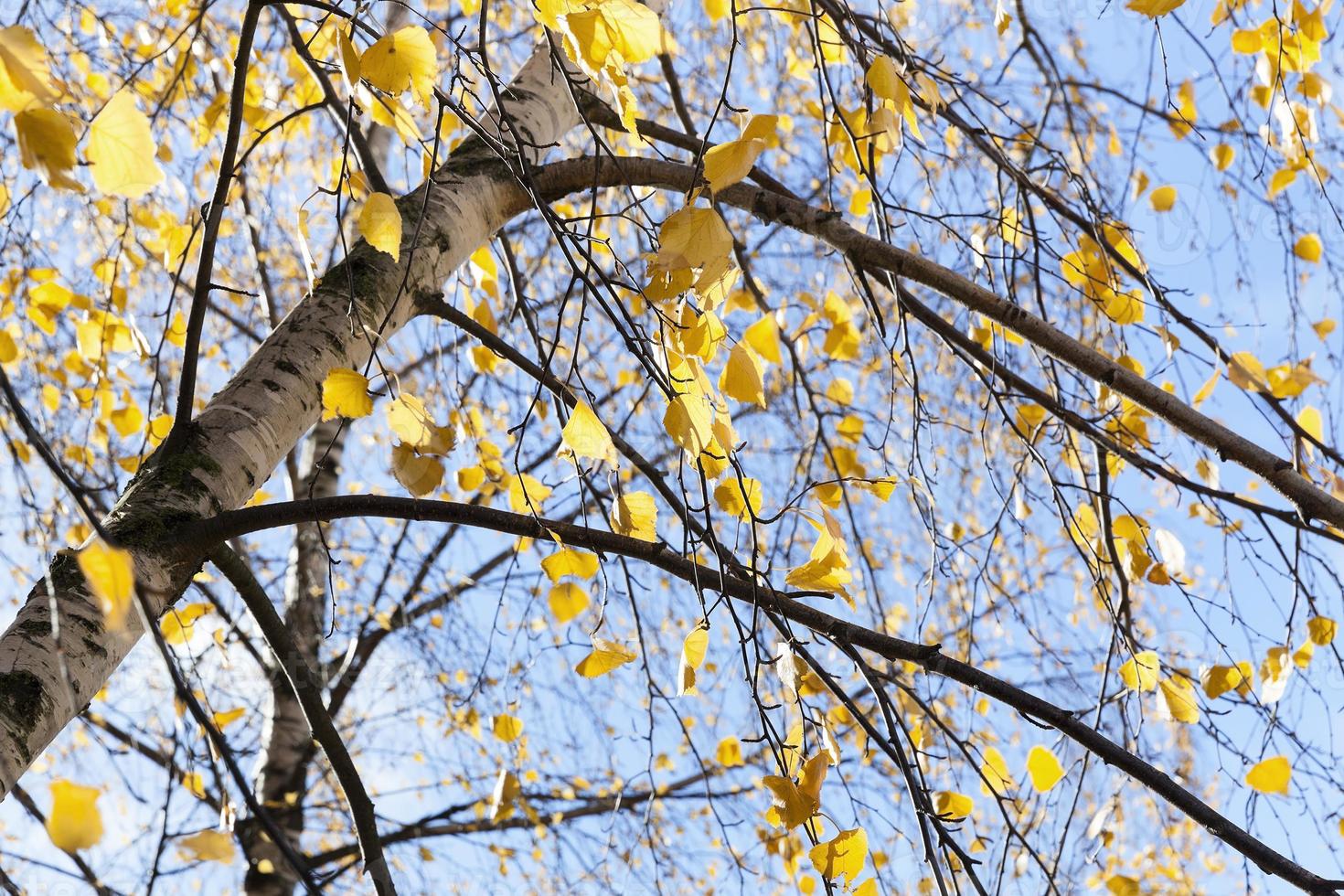 yellow foliage, autumn photo