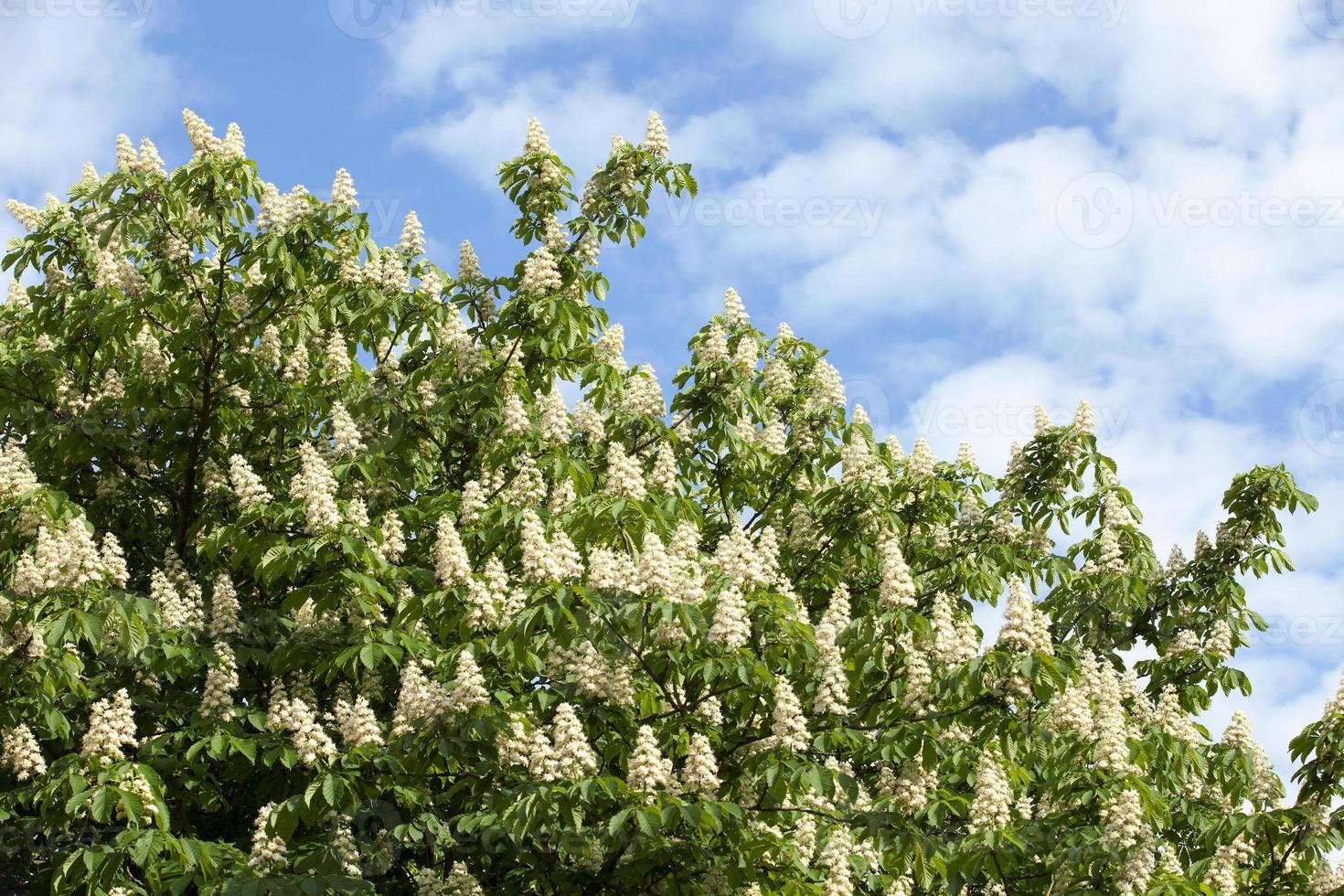 blooming chestnut tree in the spring photo