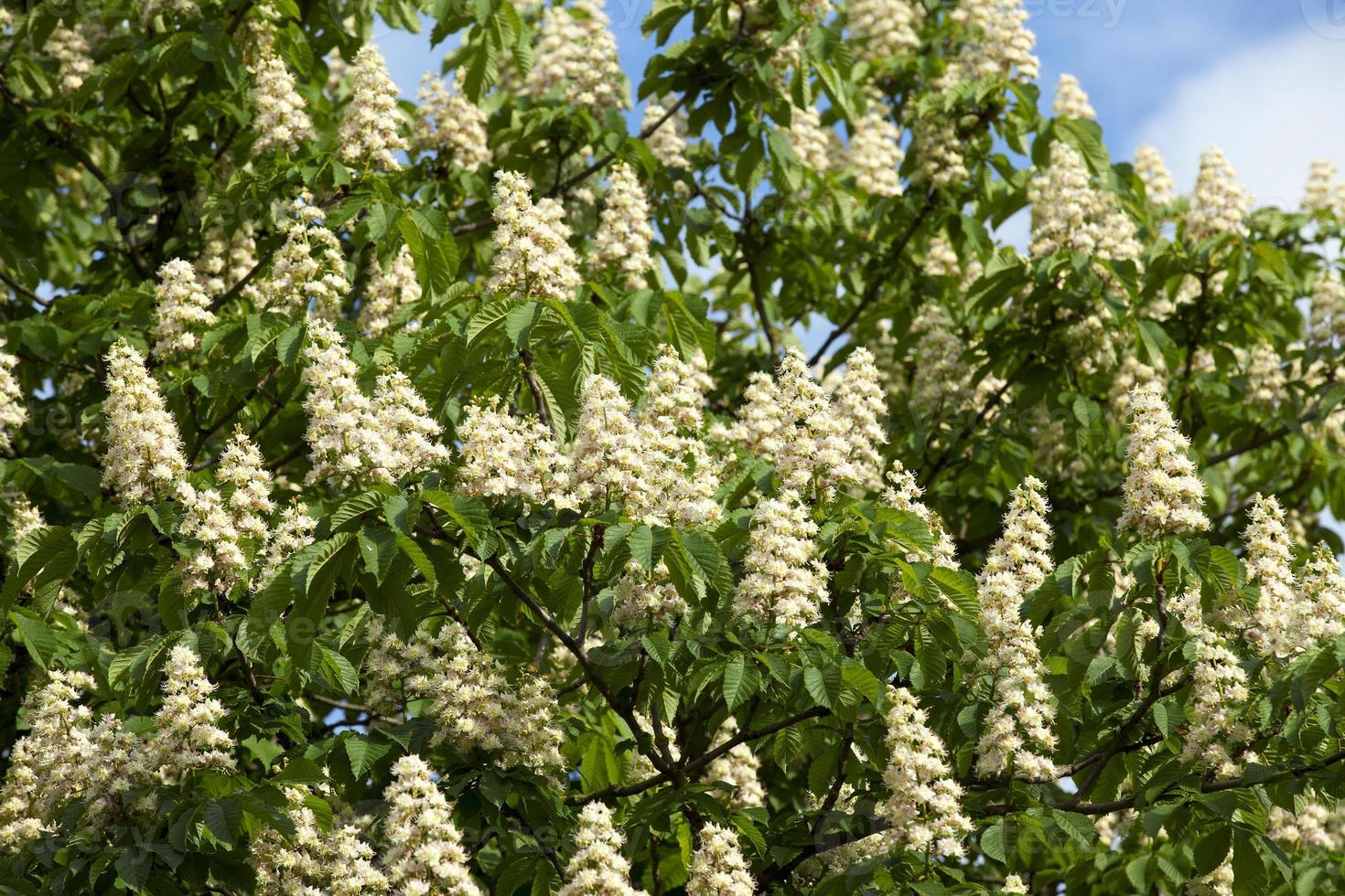 blooming chestnut tree in the spring photo