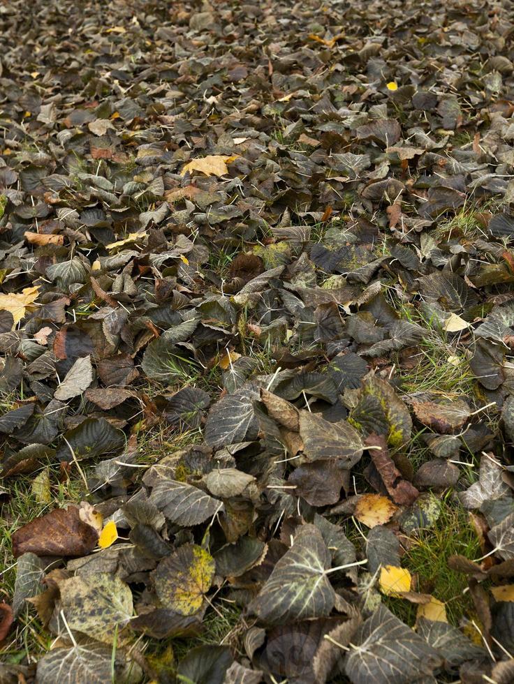 old autumn foliage photo