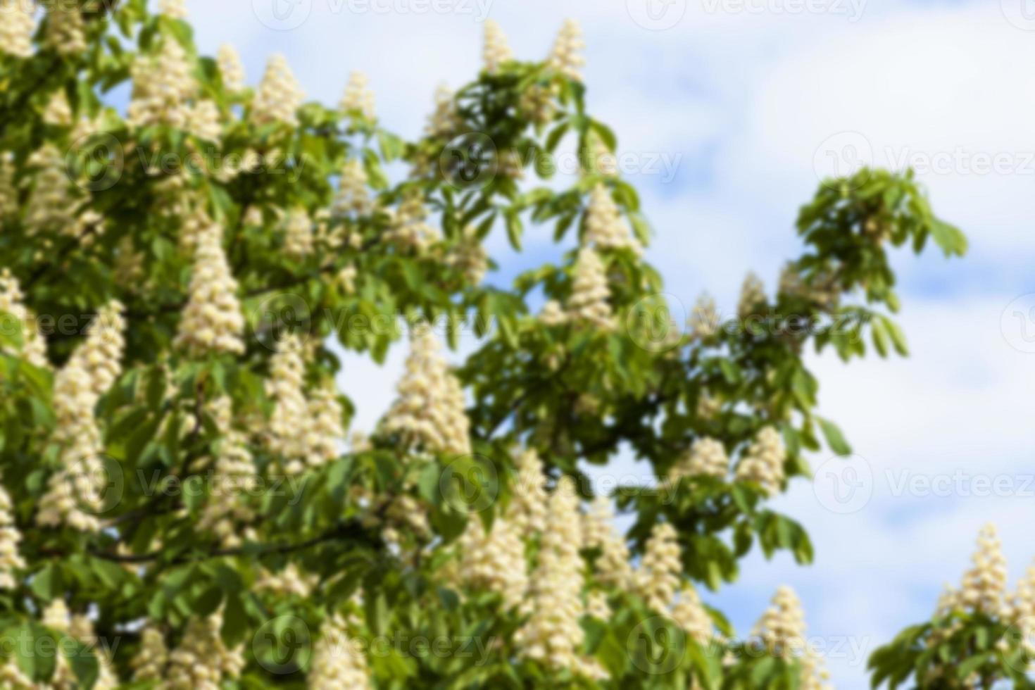 blooming chestnut tree in the spring photo