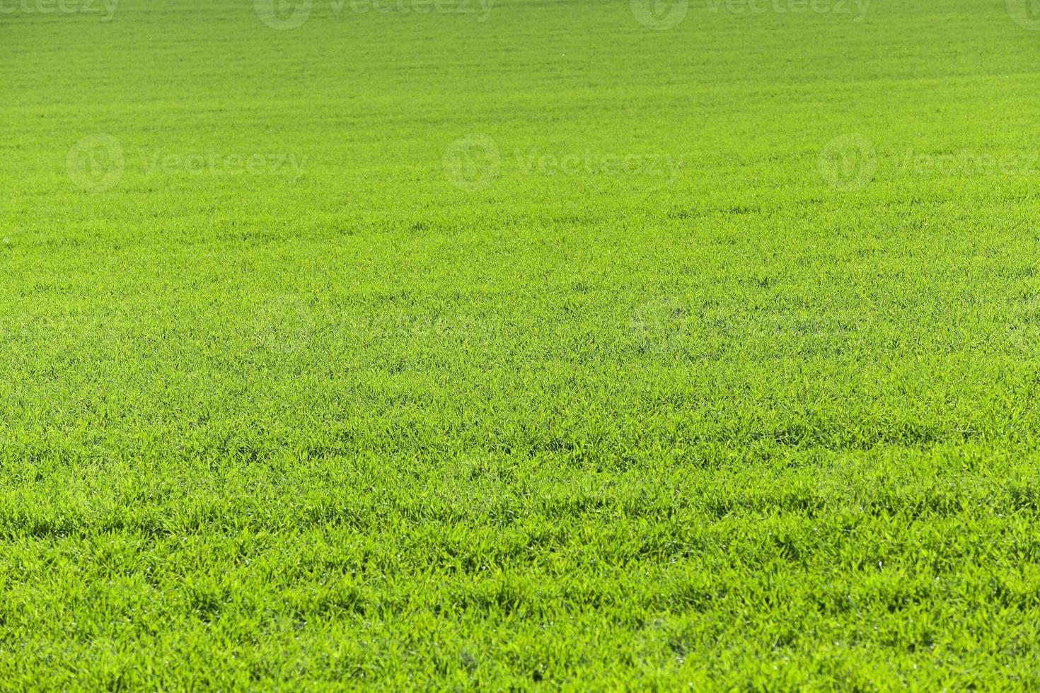 Field of wheat photo