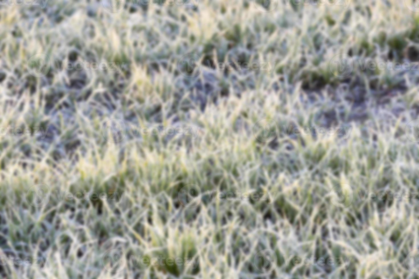 wheat during frost photo