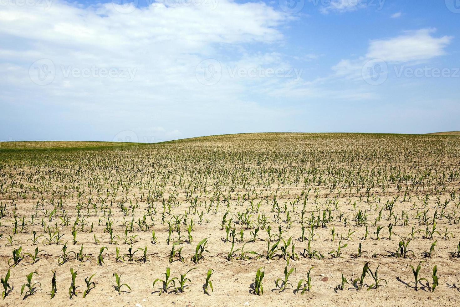 campo de maíz, verano foto