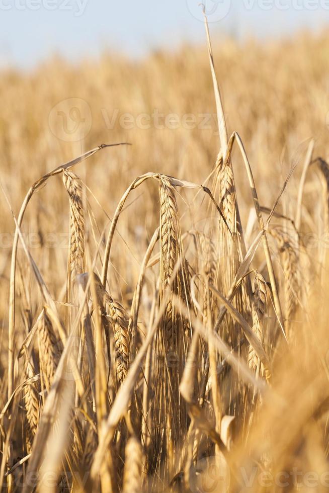 field of ripe cereal photo
