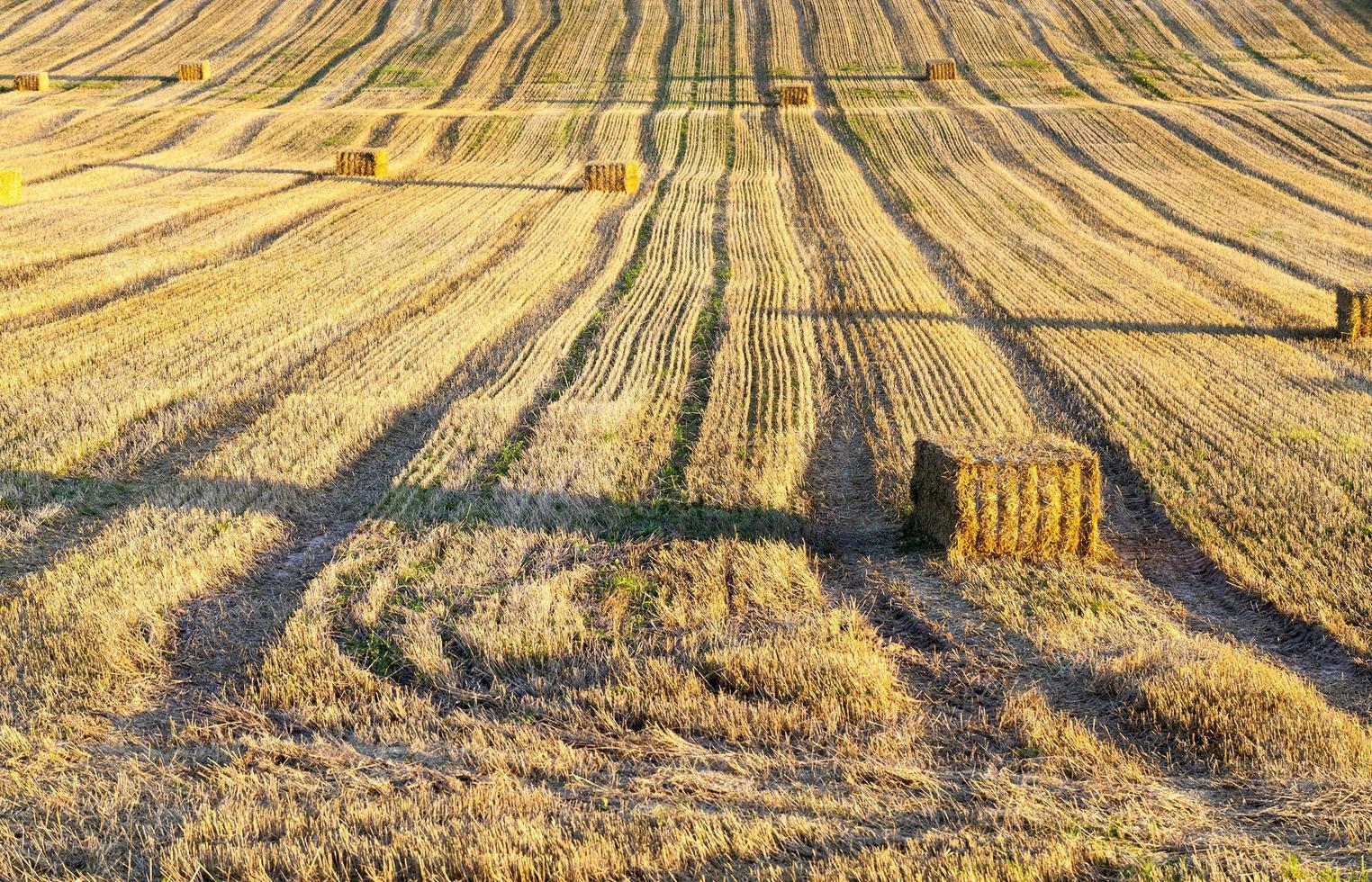 Field harvested wheat crop photo