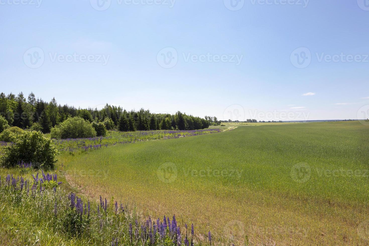 campo agrícola, bosque foto