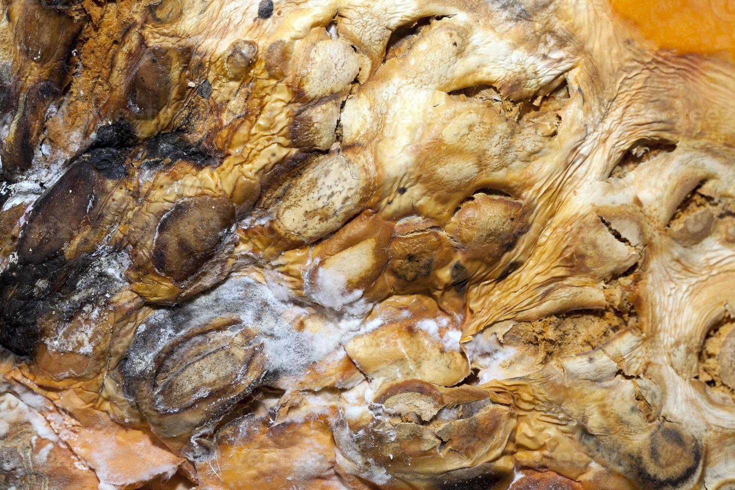 Rotting pumpkin, close up photo