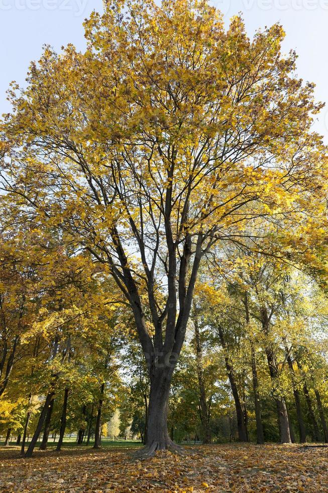 Yellow foliage, autumn photo