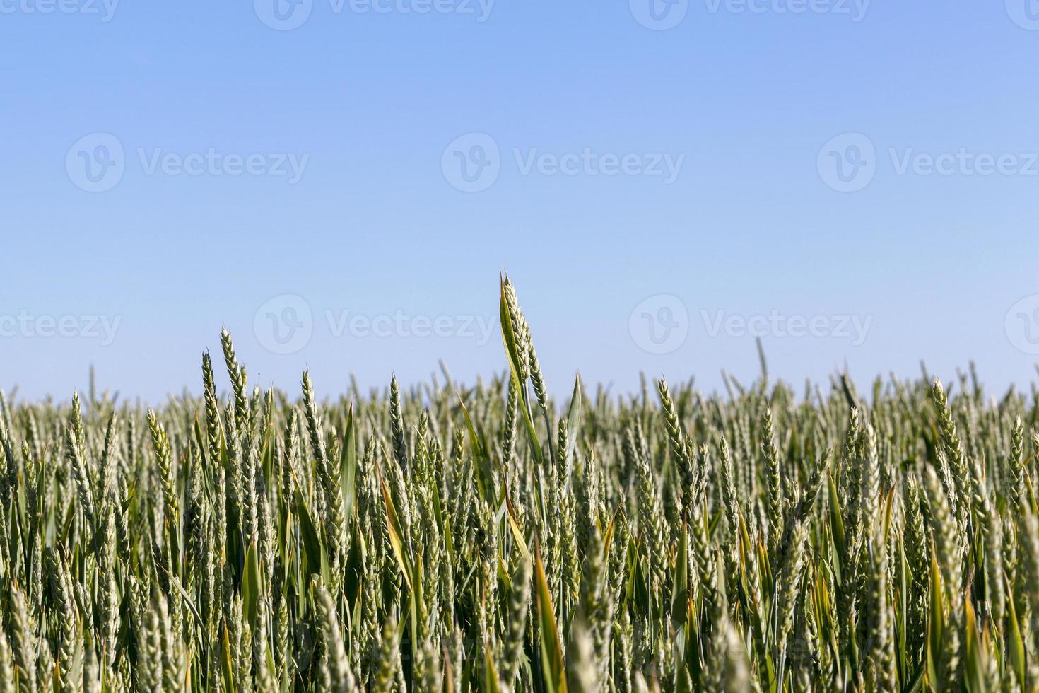 Field with cereal photo