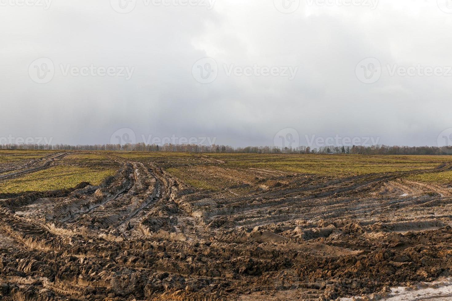 Car tracks in the field photo