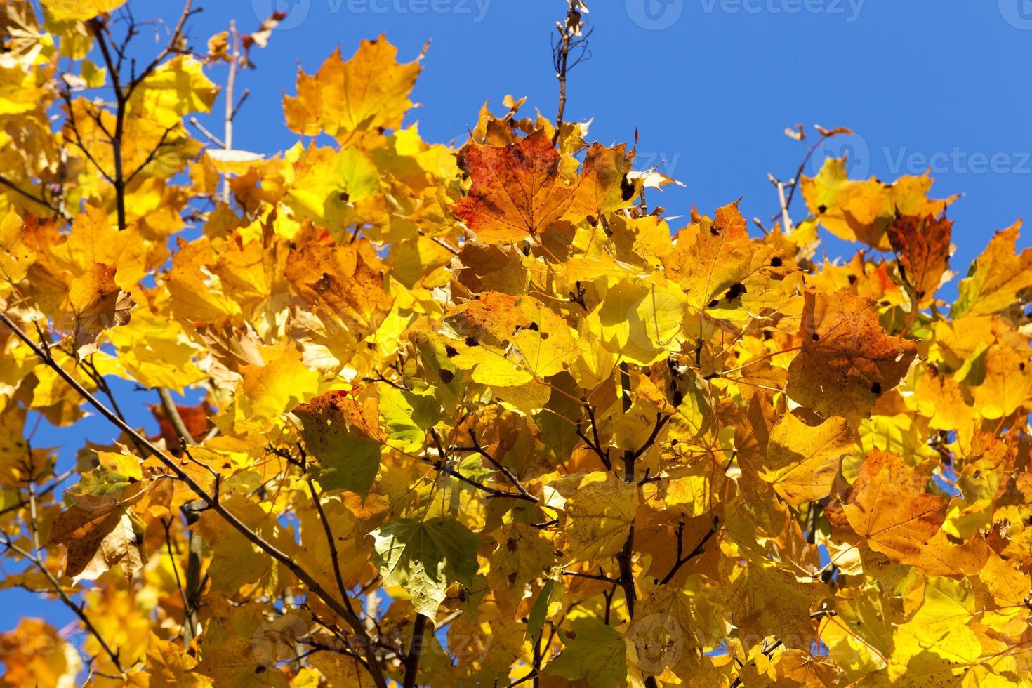 Maple Park in autumn 9416320 Stock Photo at Vecteezy