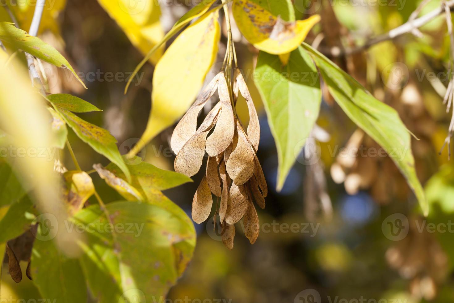 Yellow maple foliage photo