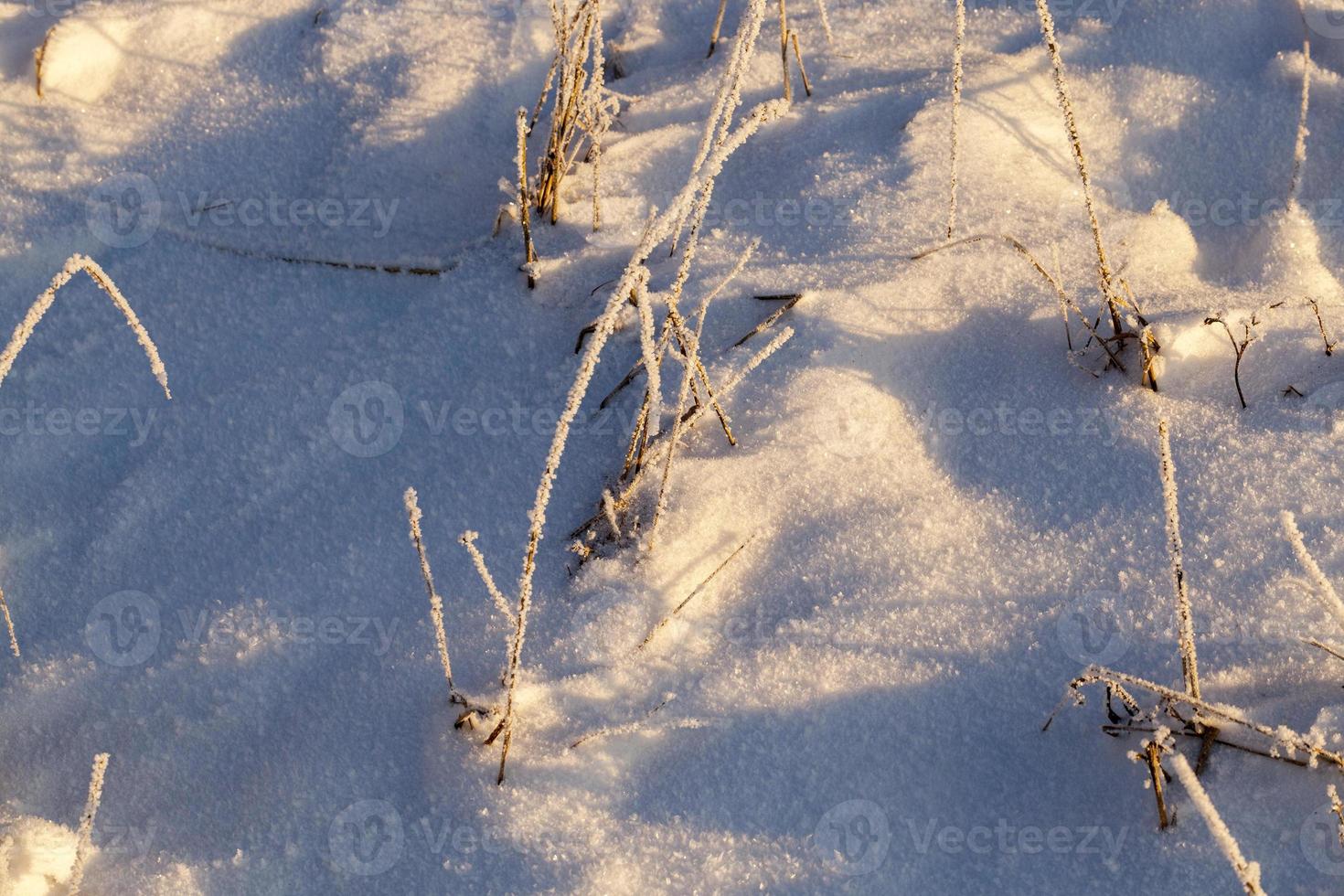 plant in frost photo