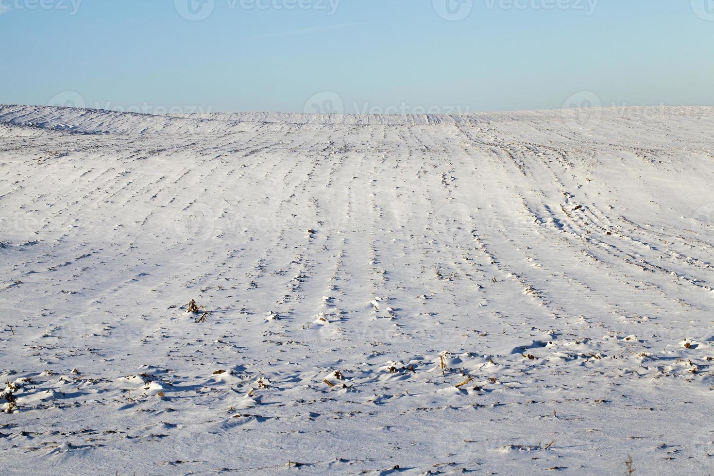 ventisqueros en invierno foto