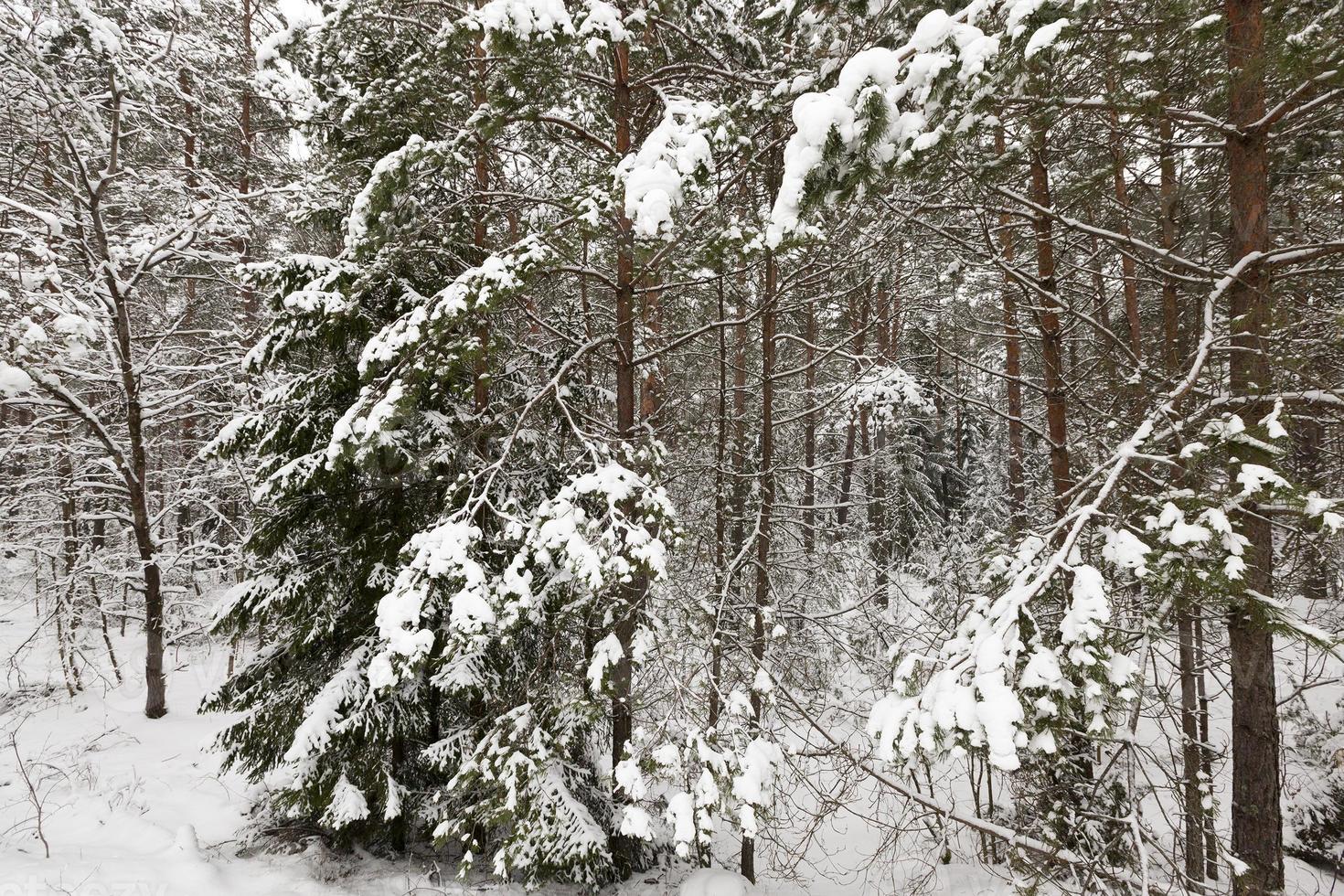 Snow drifts in winter photo