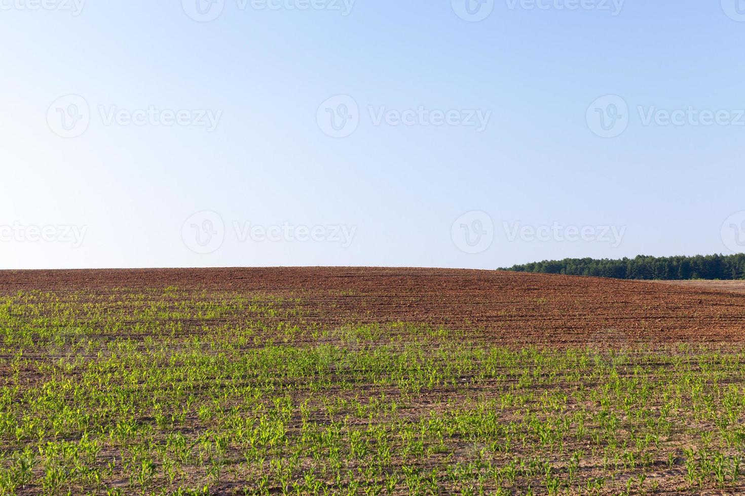 An agricultural field with a crop photo