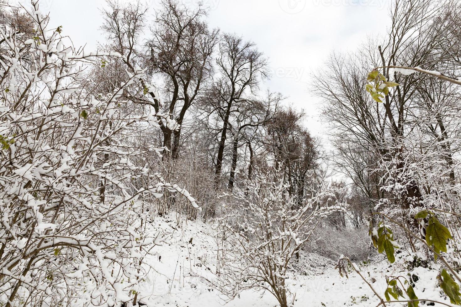 snow covered trees and bushes photo