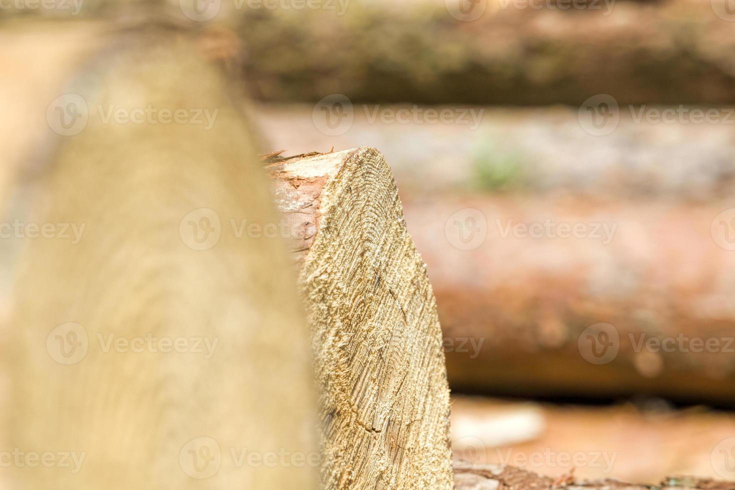 sawed and piled large logs photo