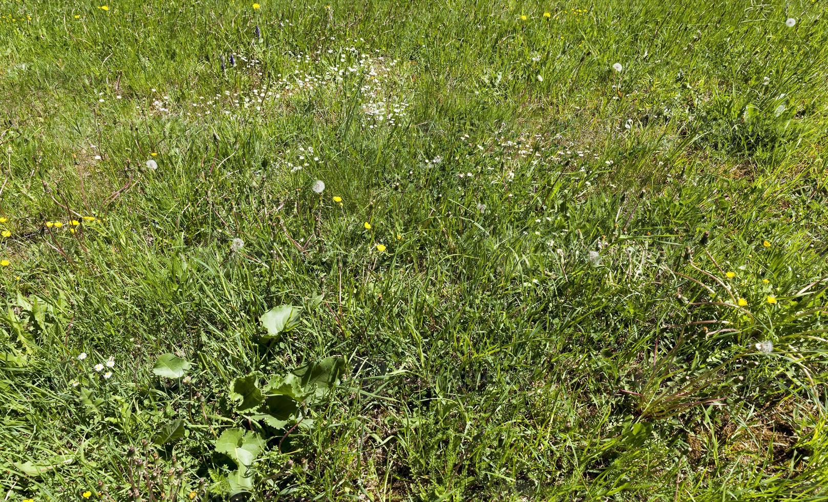 Spring meadow grass photo