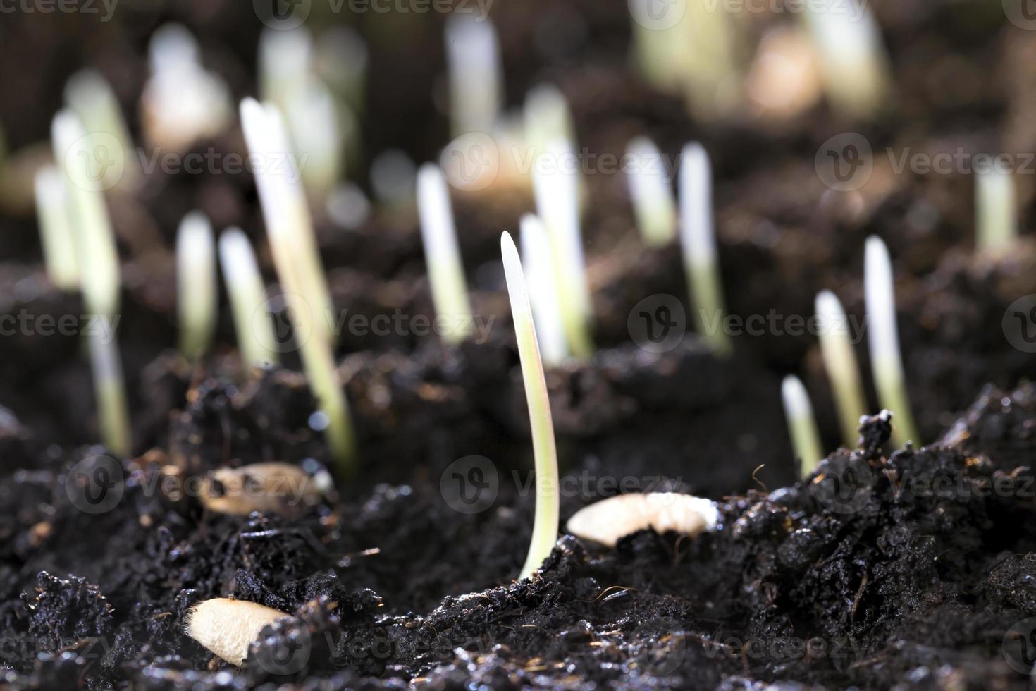 plantas jóvenes, primer plano foto