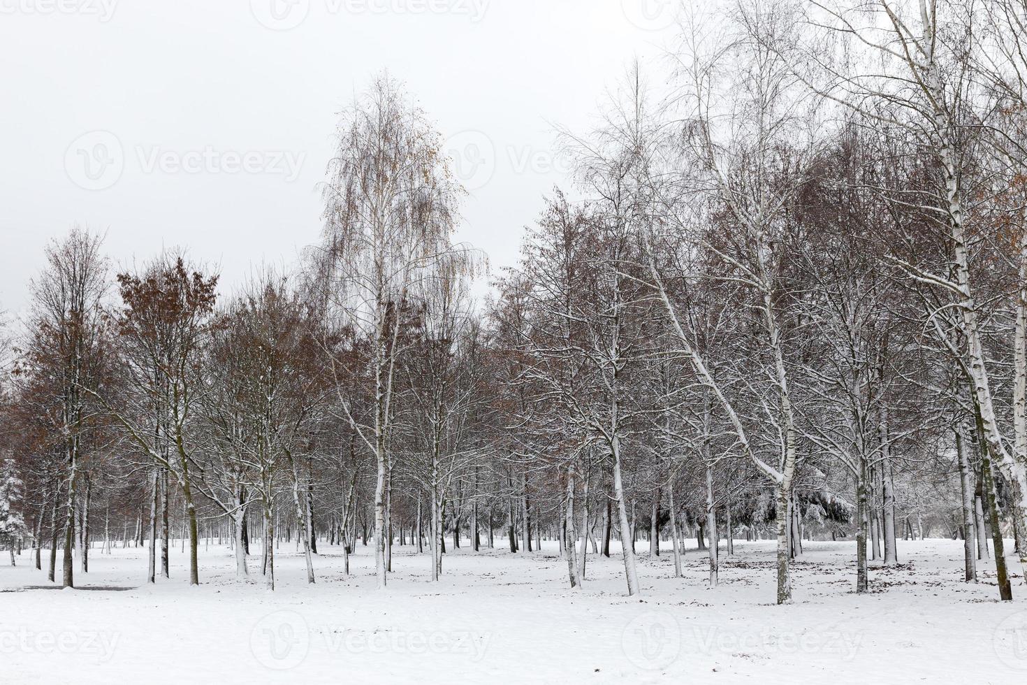 winter day after a snowfall photo