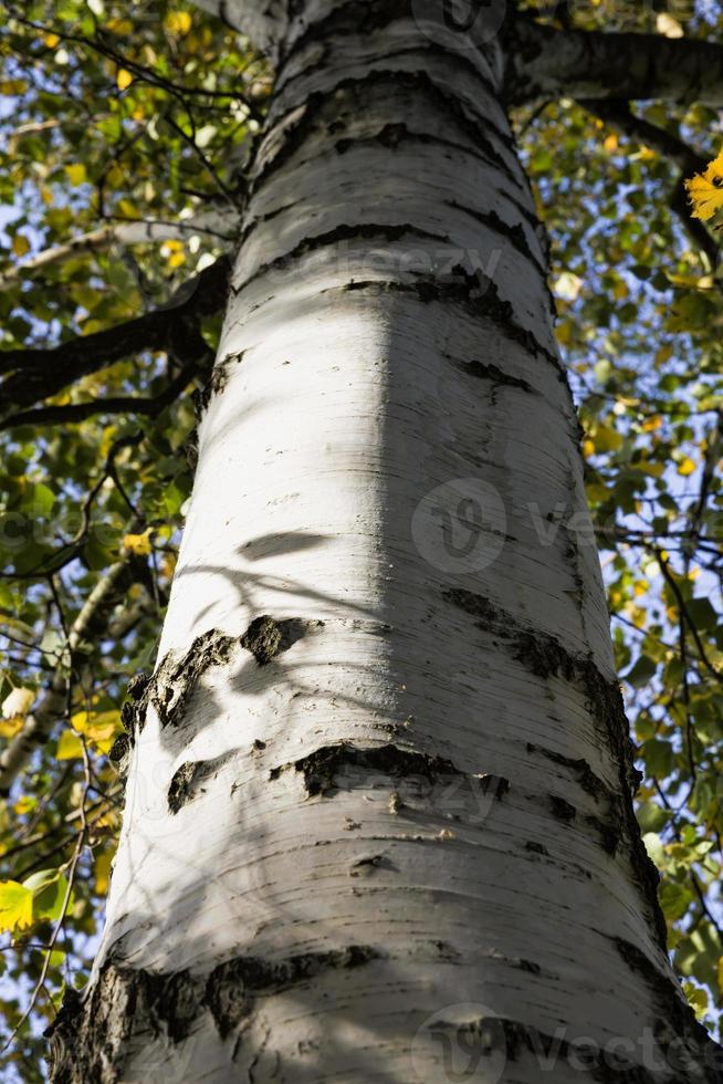 autumn birch trunk photo