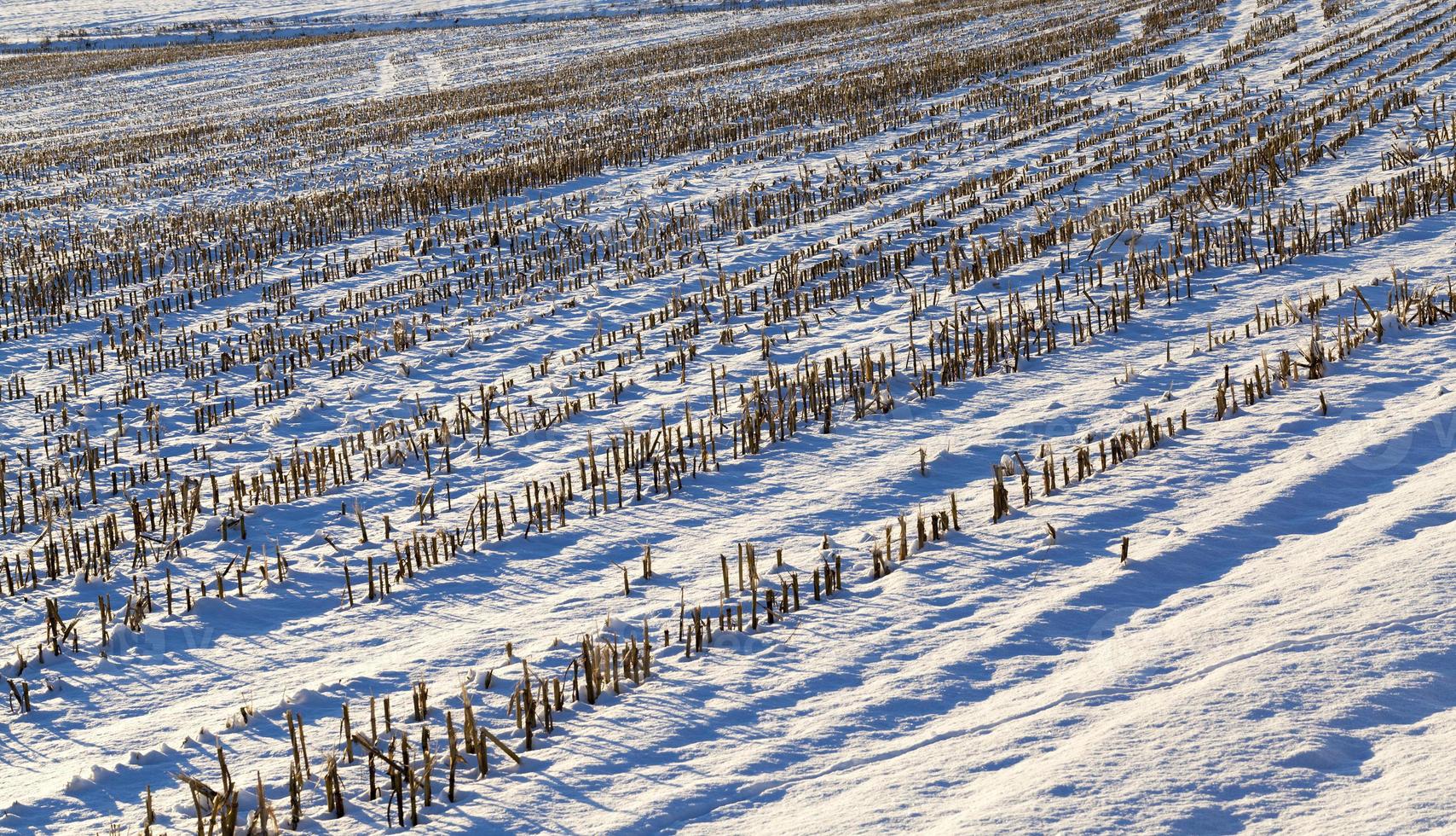 ventisqueros en invierno nieve fotografiada en la temporada de invierno, que apareció después de una nevada. de cerca, foto