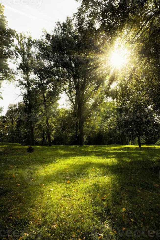 paisaje de otoño, bosque foto