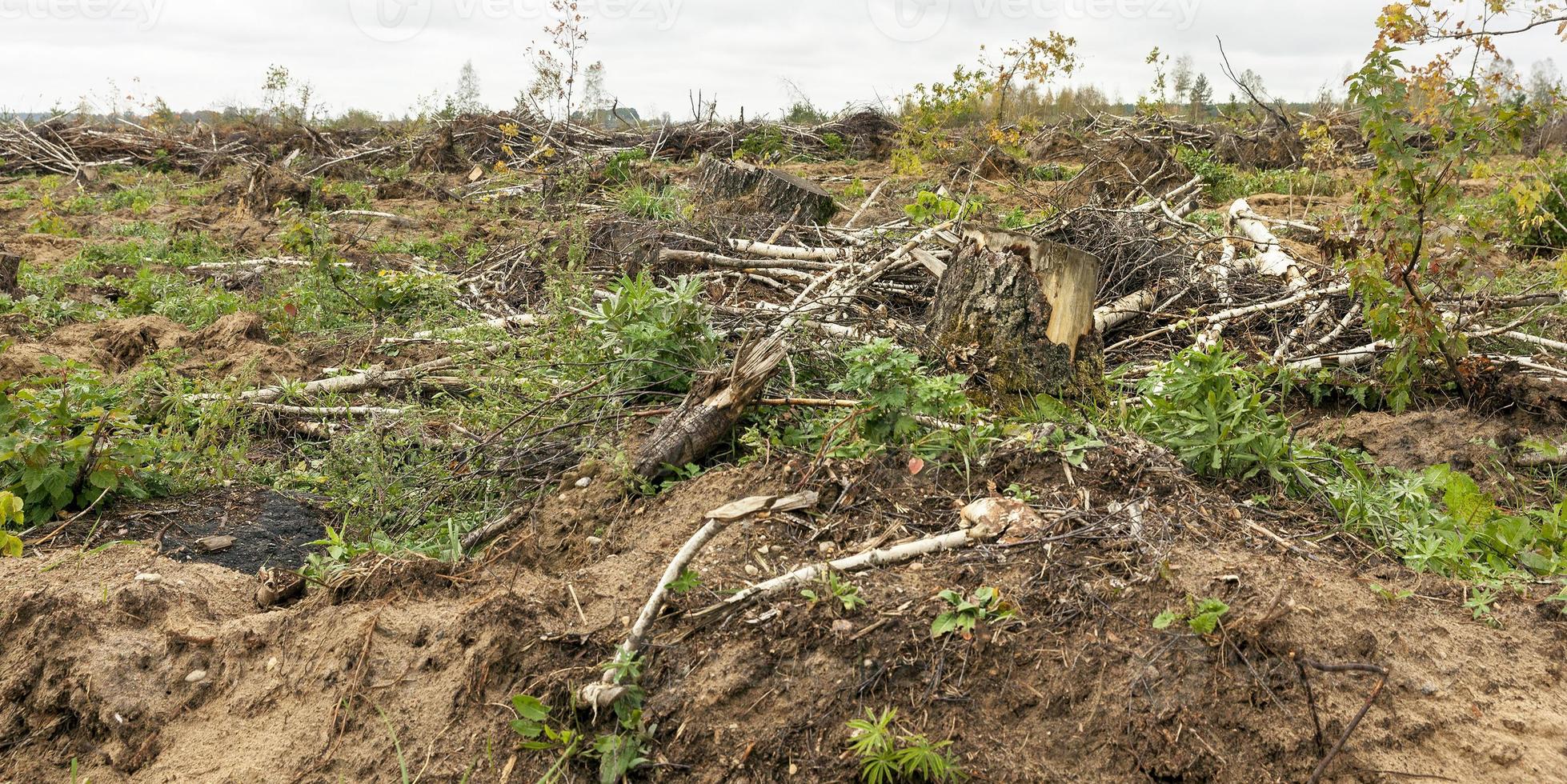 trees after the hurricane photo