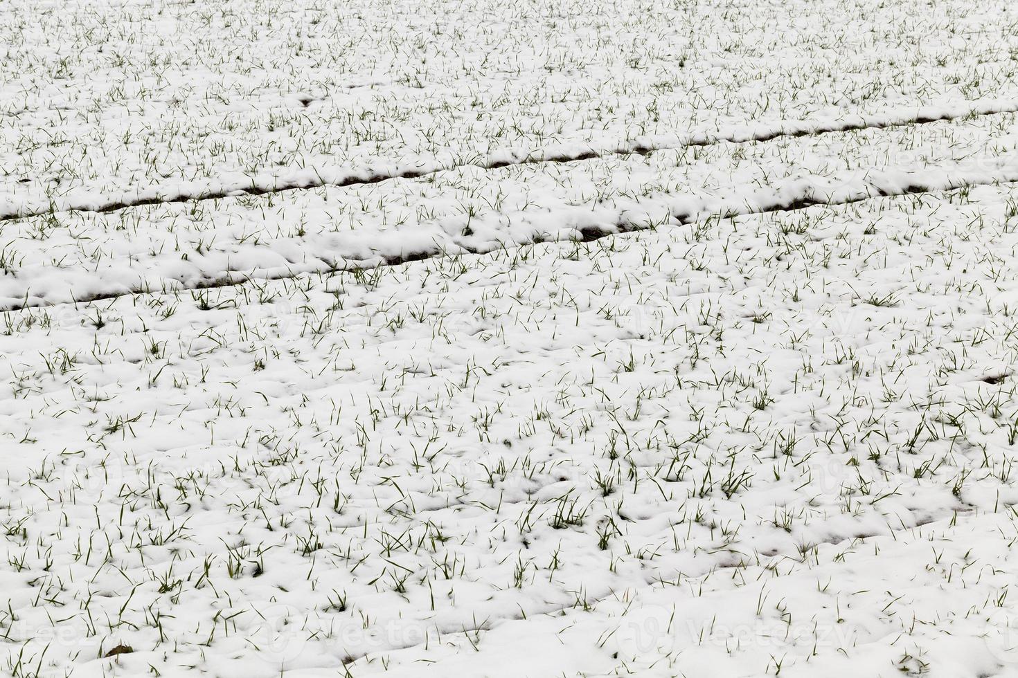 Snow drifts in winter   snow photographed in the winter season, which appeared after a snowfall. close up, photo