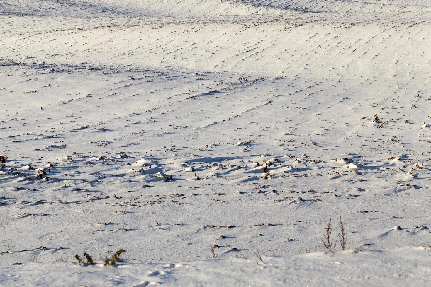 land covered with snow, close up photo