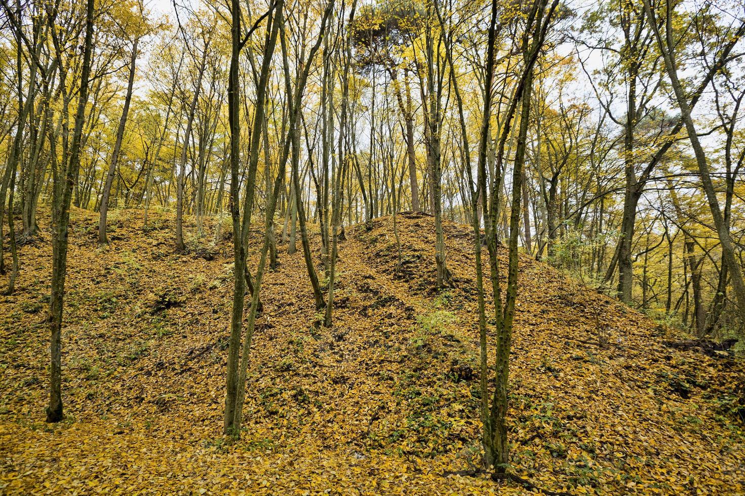 trees with yellow foliage photo