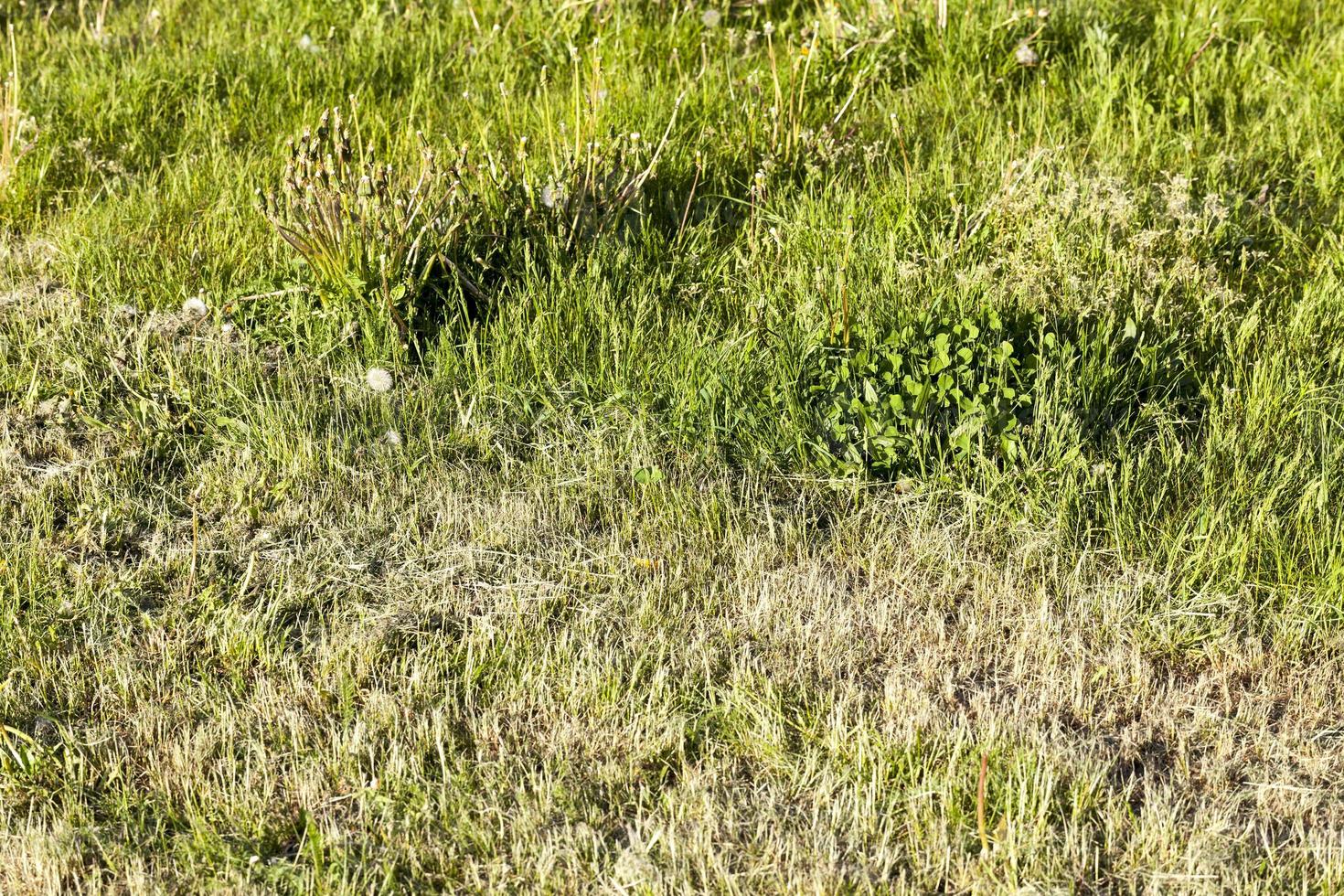 meadow field, close up photo