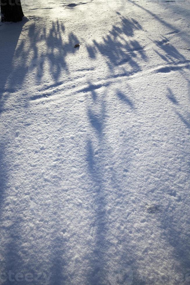 after snowfall and frost photo