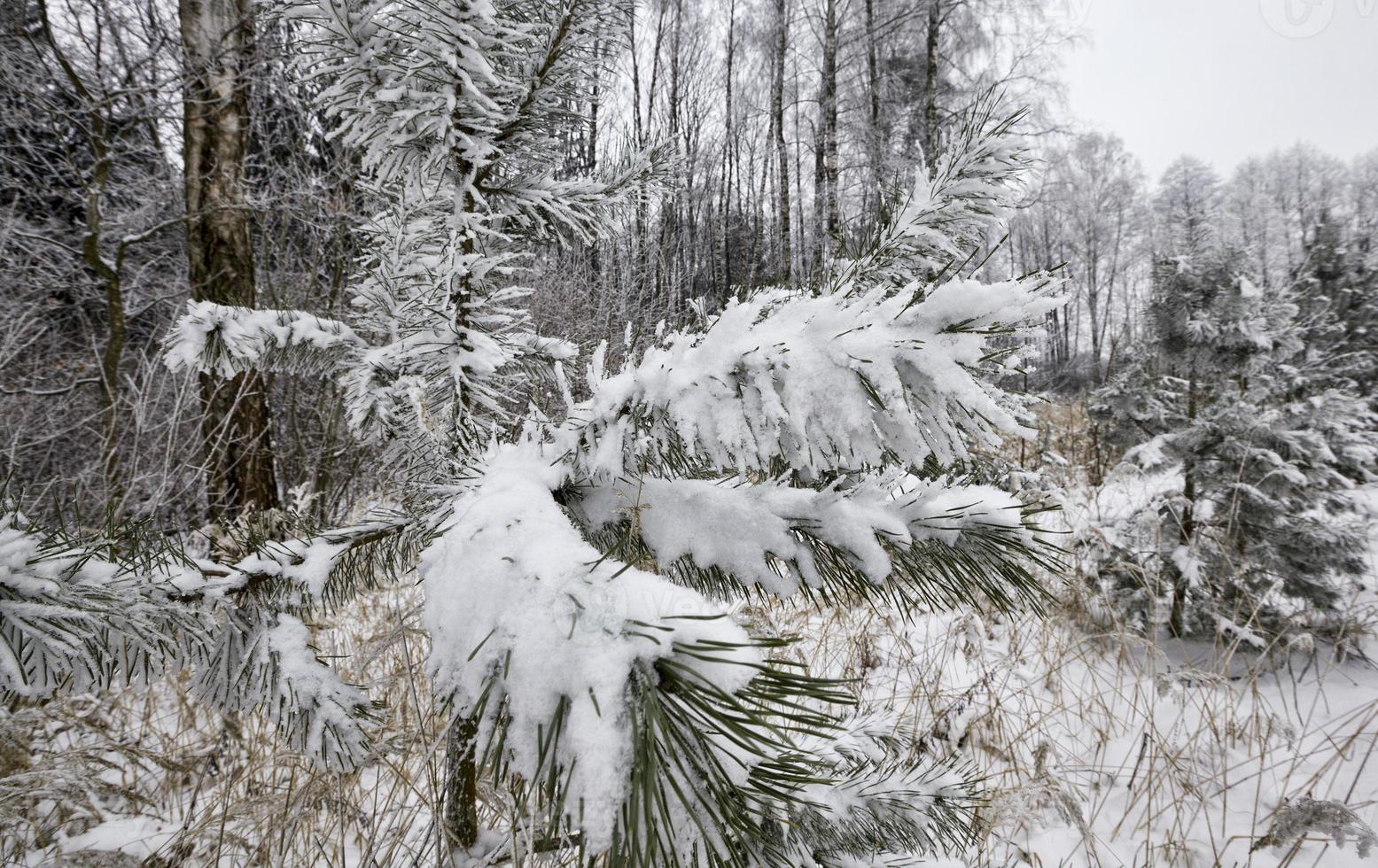 pine trees in winter photo