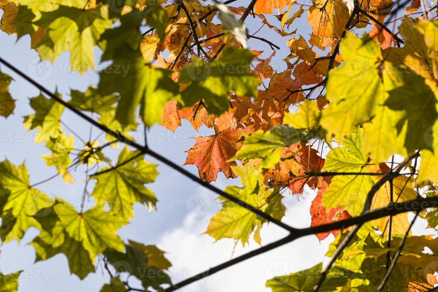 red maple foliage photo