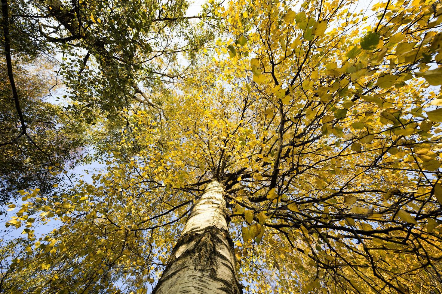 yellow autumn foliage photo