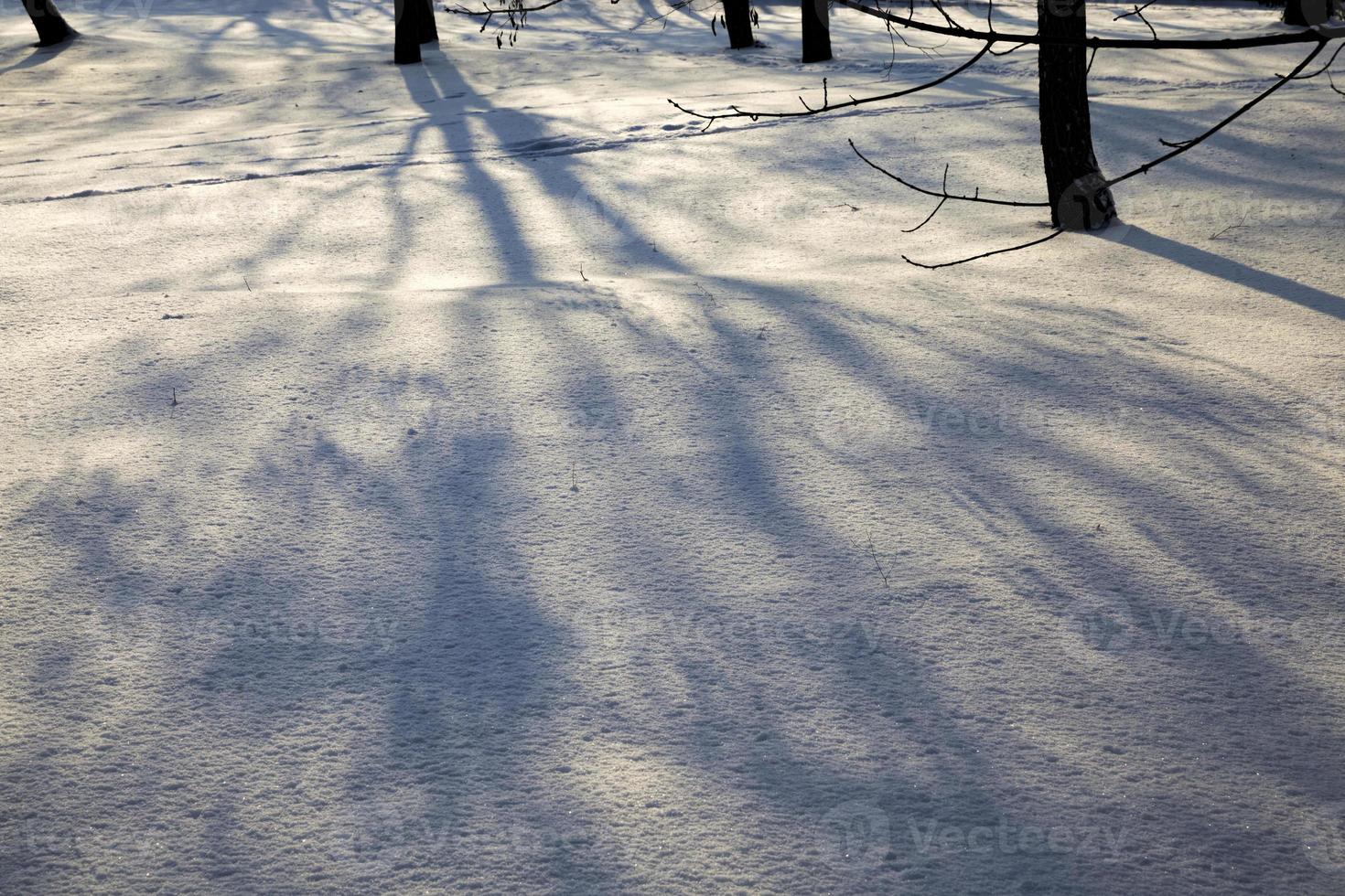 deciduous trees after snowfall photo