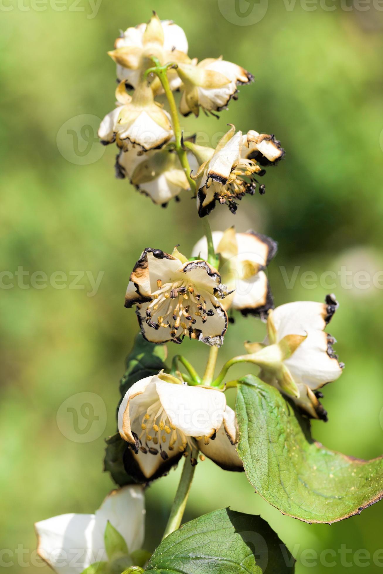 white beautiful and fragrant jasmine 9417034 Stock Photo at Vecteezy