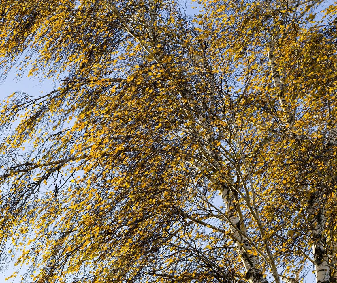 birch foliage, close up photo