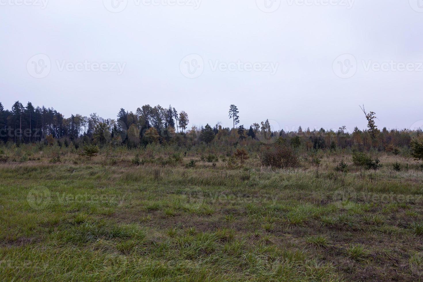 autumn weather, forest photo