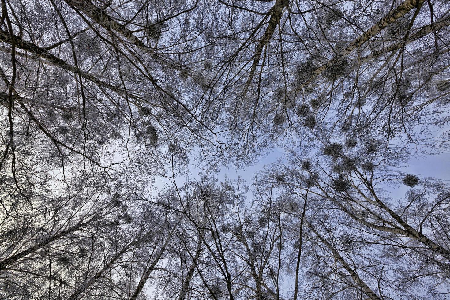 covered with snow and ice bare birch photo