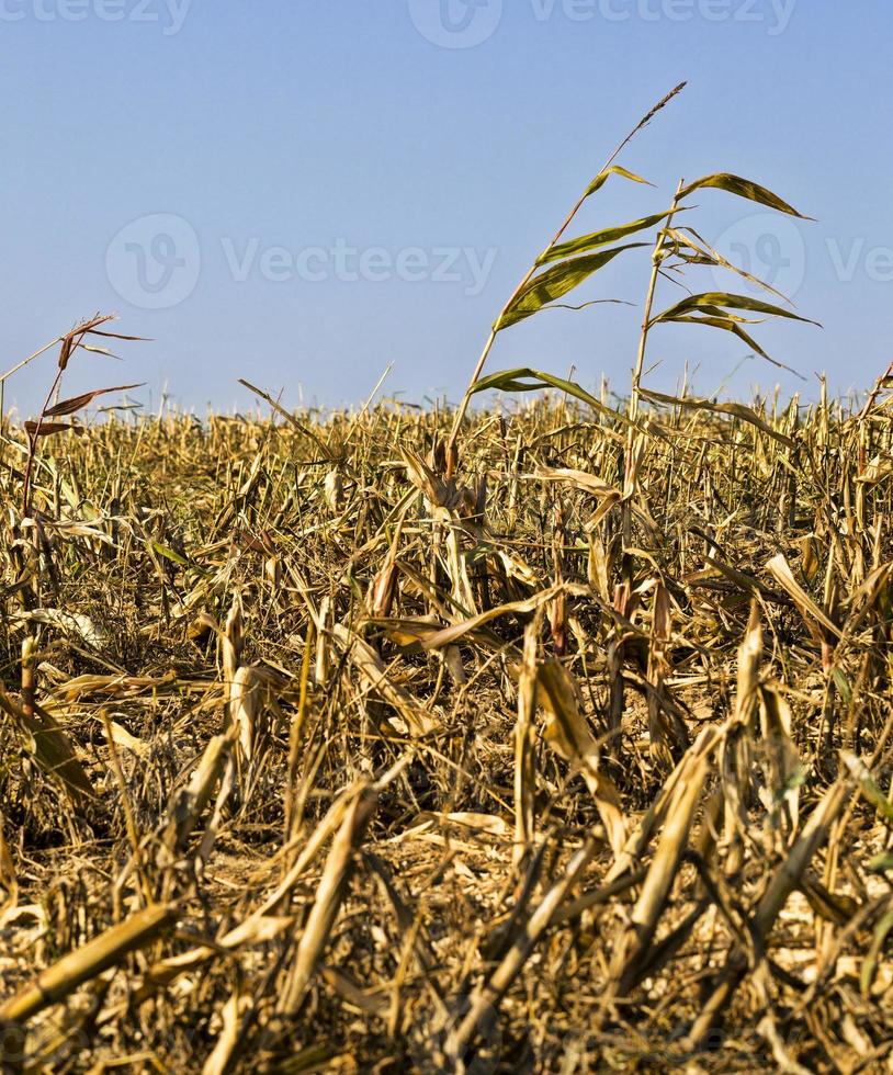 corn and ripe cob photo