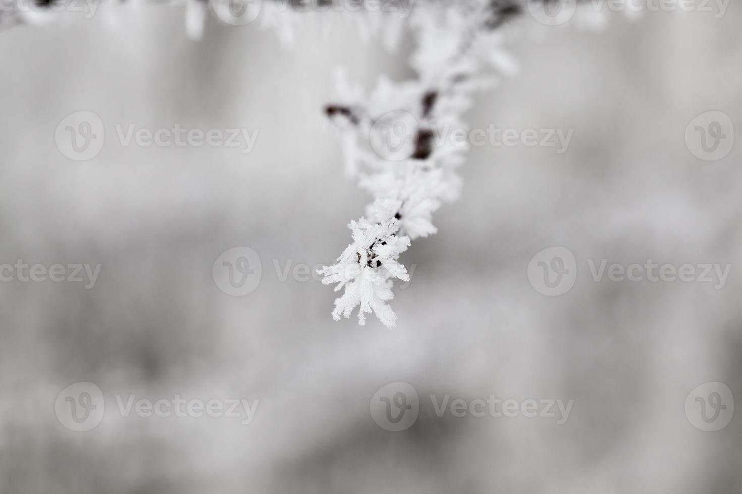 winter day after a snowfall photo