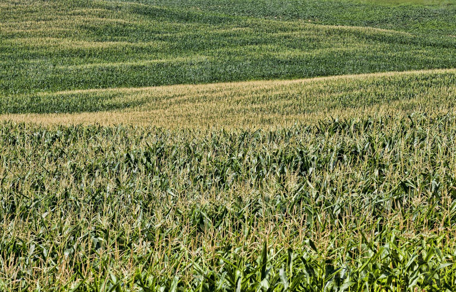 real organic corn field photo