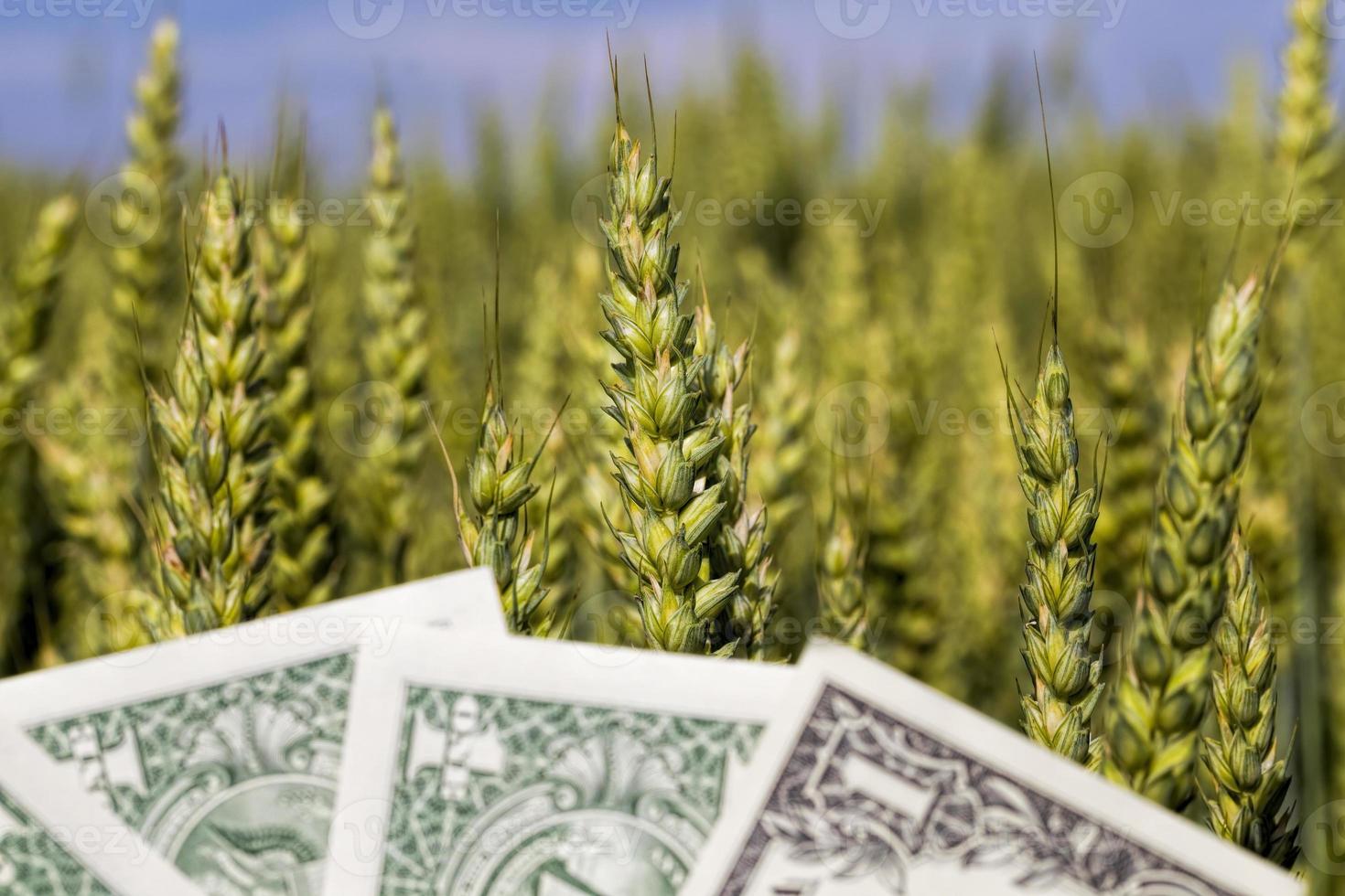 a bundle of money photo
